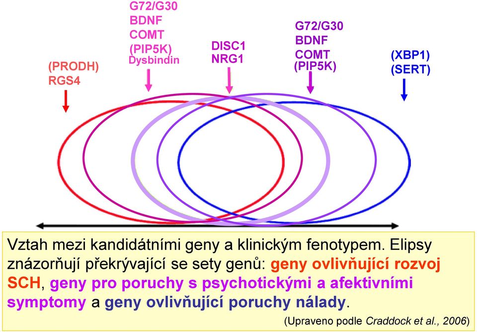 Elipsy znázorňují překrývající se sety genů: geny ovlivňující rozvoj SCH, geny pro poruchy s