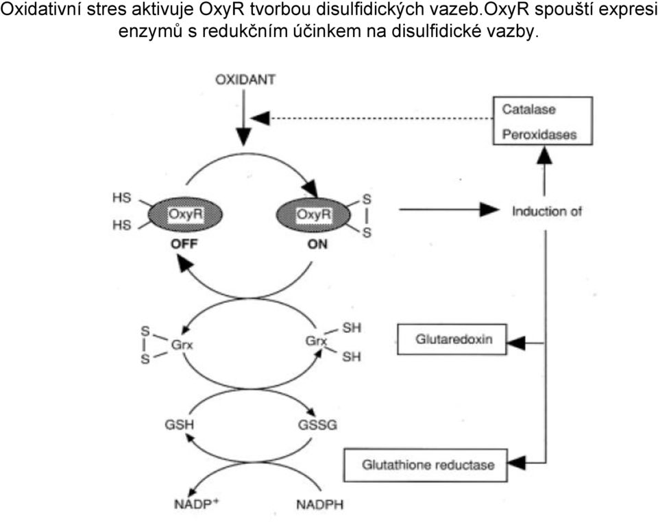 oxyr spouští expresi enzymů s