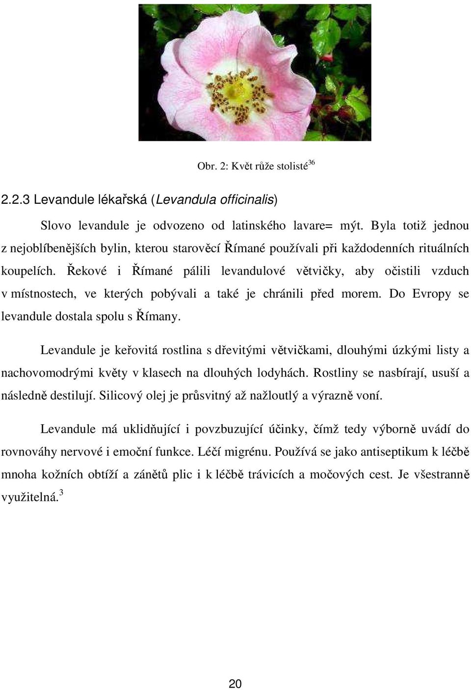 Řekové i Římané pálili levandulové větvičky, aby očistili vzduch v místnostech, ve kterých pobývali a také je chránili před morem. Do Evropy se levandule dostala spolu s Římany.