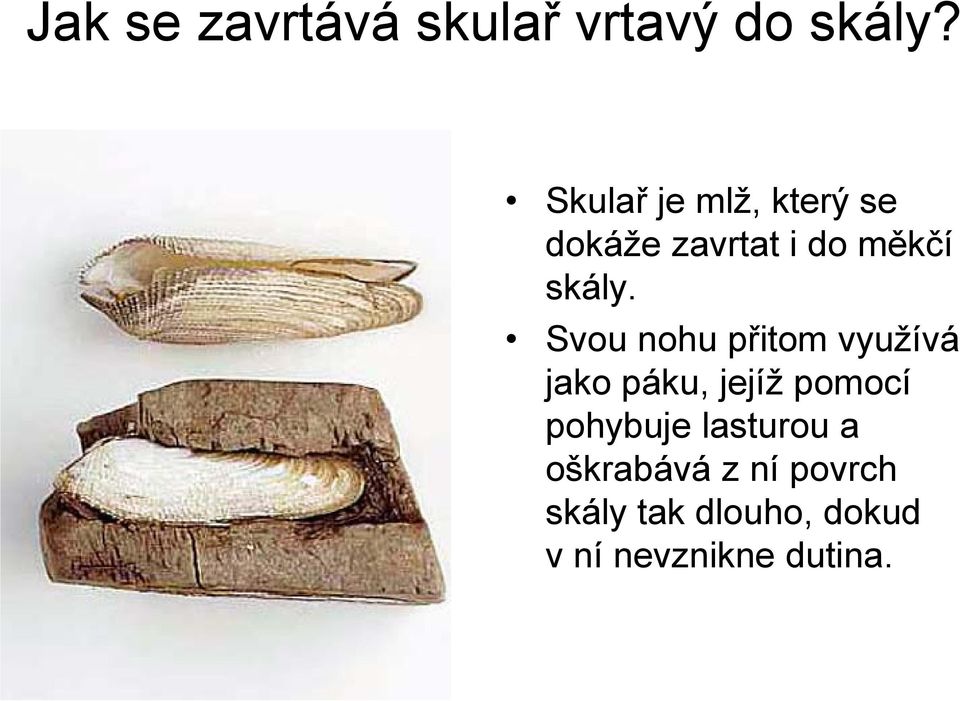 Svou nohu přitom využívá jako páku, jejíž pomocí pohybuje