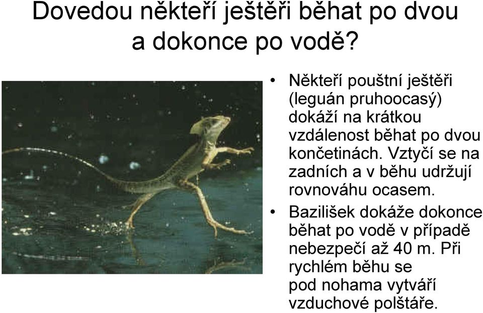 dvou končetinách. Vztyčí se na zadních a v běhu udržují rovnováhu ocasem.