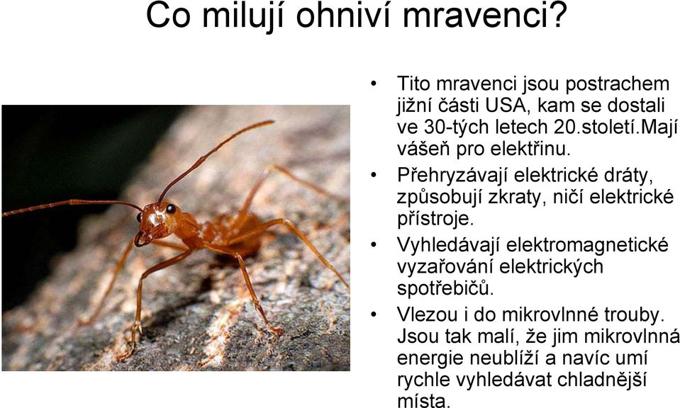 Mají vášeň pro elektřinu. Přehryzávají elektrické dráty, způsobují zkraty, ničí elektrické přístroje.