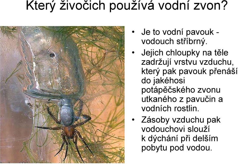 přenáší do jakéhosi potápěčského zvonu utkaného z pavučin a vodních