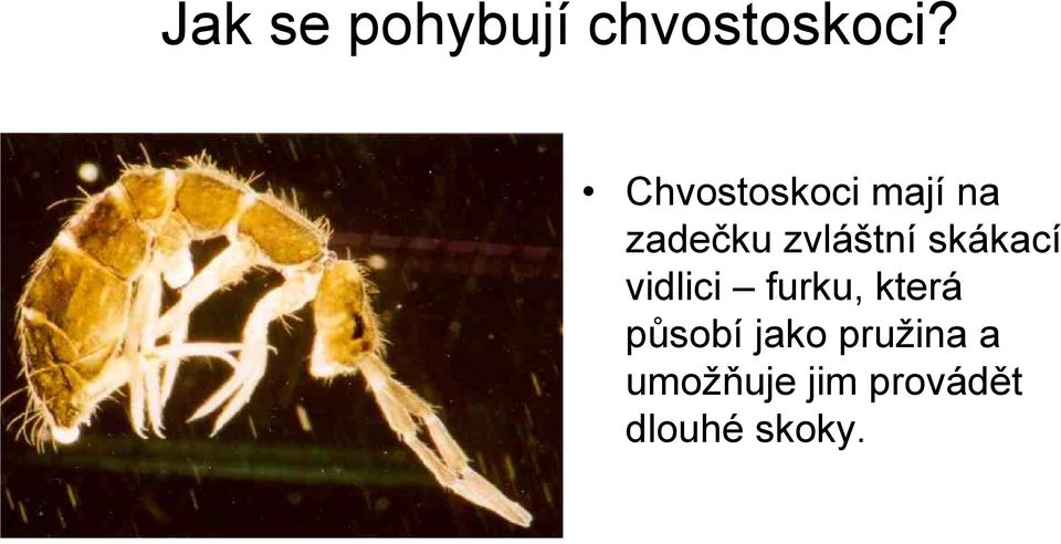 skákací vidlici furku, která působí