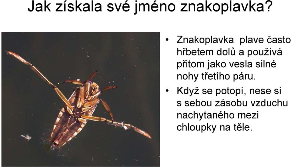 přitom jako vesla silné nohy třetího páru.