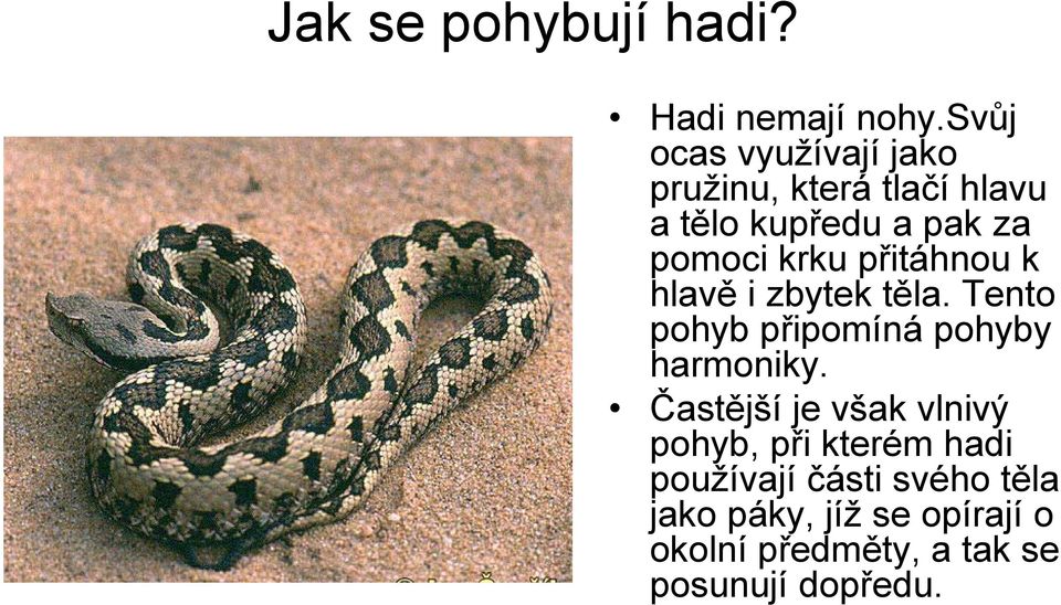 krku přitáhnou k hlavě i zbytek těla. Tento pohyb připomíná pohyby harmoniky.