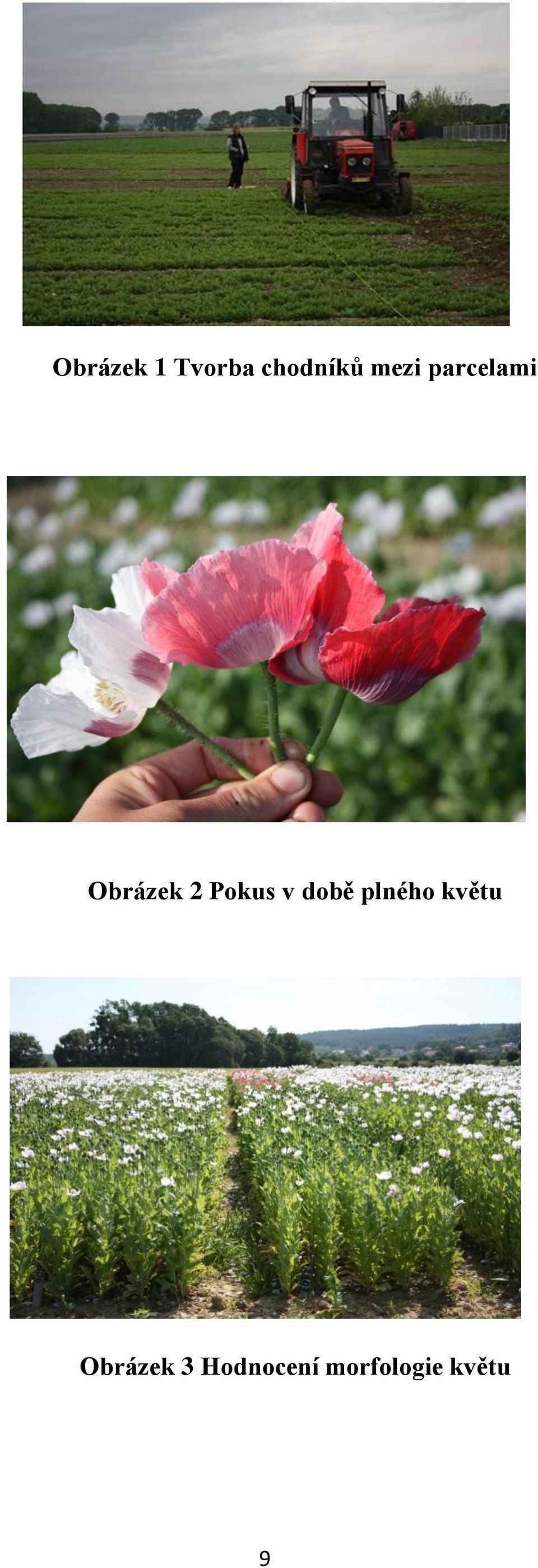 Pokus v době plného květu