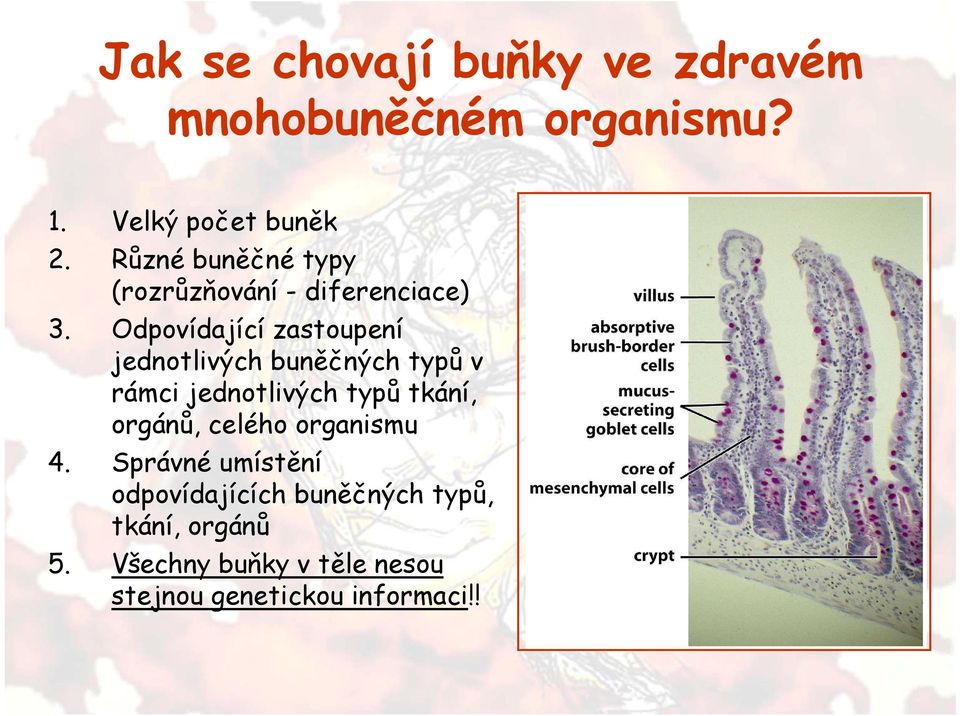 Odpovídající zastoupení jednotlivých buněčných typů v rámci jednotlivých typů tkání,