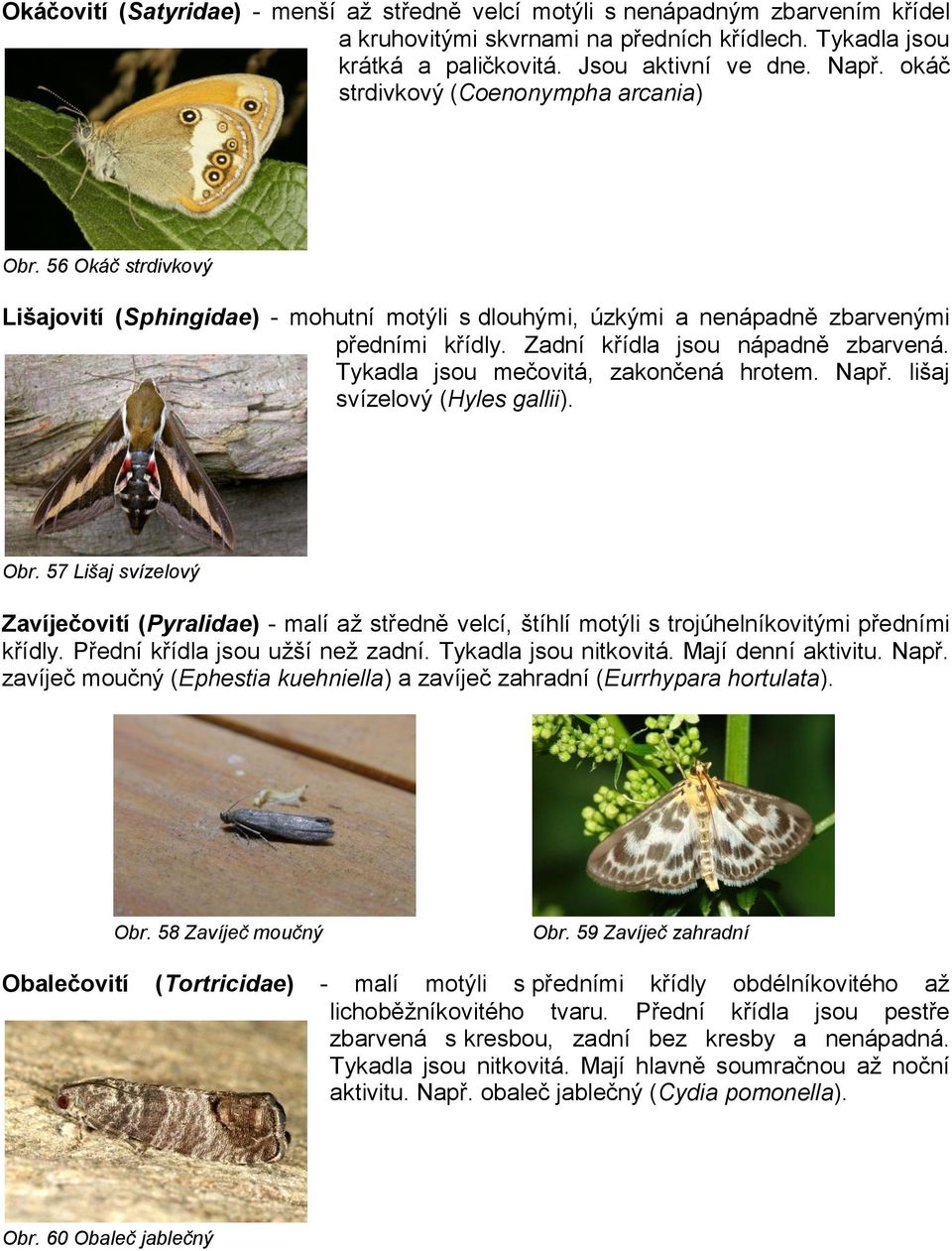 Tykadla jsou mečovitá, zakončená hrotem. Např. lišaj svízelový (Hyles gallii). Obr.