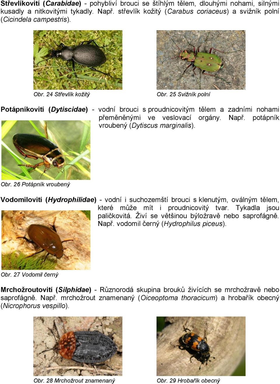 potápník vroubený (Dytiscus marginalis). Obr. 26 Potápník vroubený Vodomilovití (Hydrophilidae) - vodní i suchozemští brouci s klenutým, oválným tělem, které můţe mít i proudnicovitý tvar.