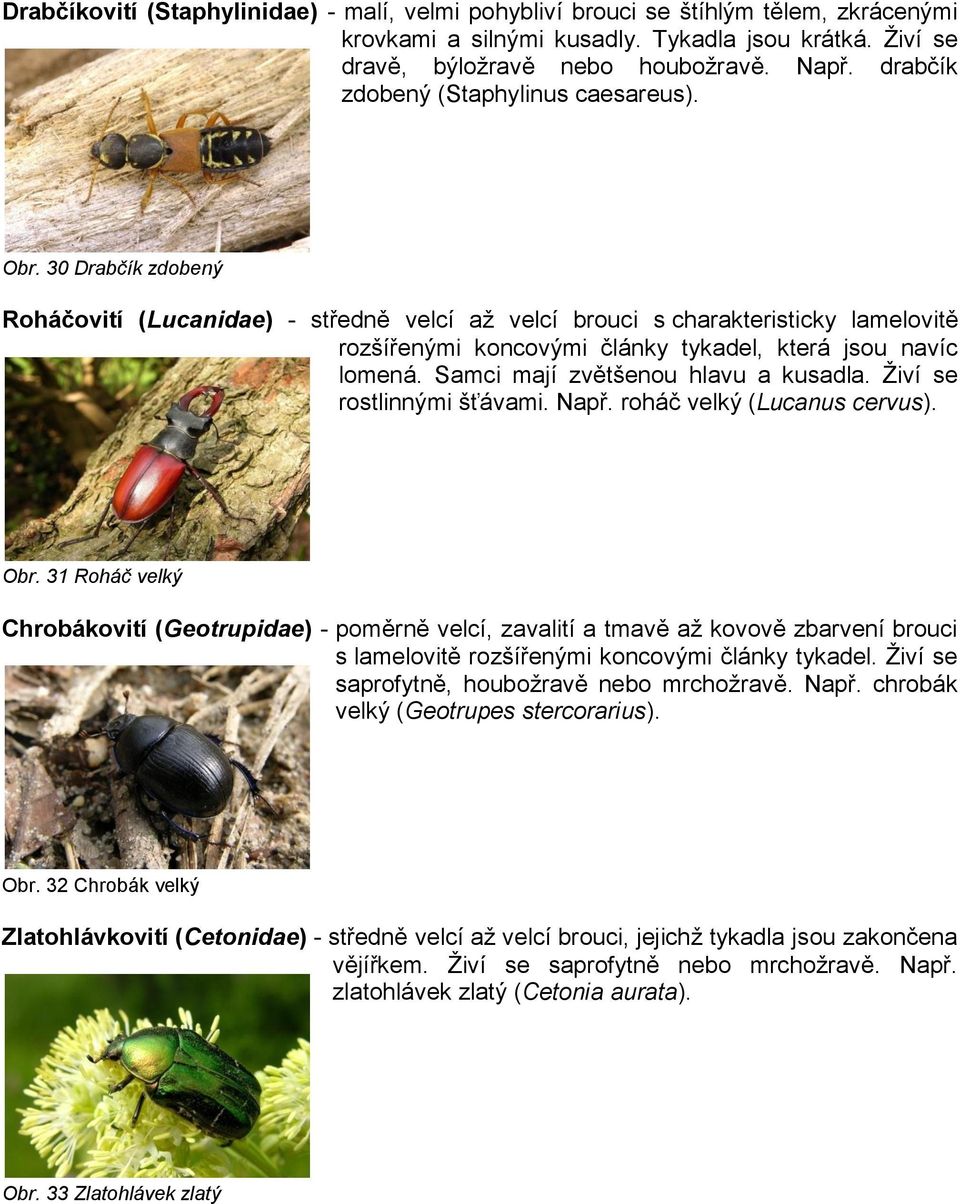 30 Drabčík zdobený Roháčovití (Lucanidae) - středně velcí aţ velcí brouci s charakteristicky lamelovitě rozšířenými koncovými články tykadel, která jsou navíc lomená.