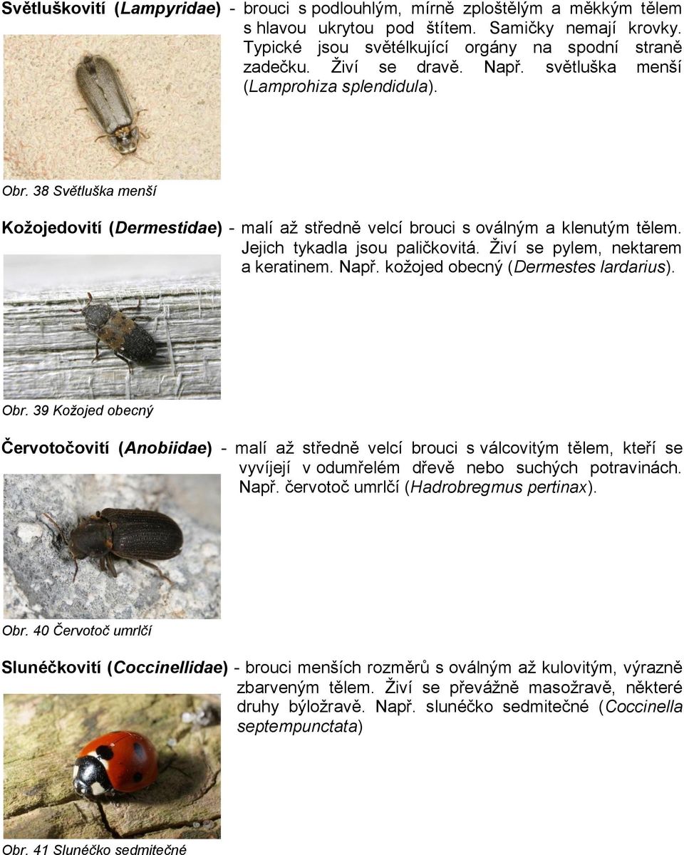 Jejich tykadla jsou paličkovitá. Ţiví se pylem, nektarem a keratinem. Např. koţojed obecný (Dermestes lardarius). Obr.