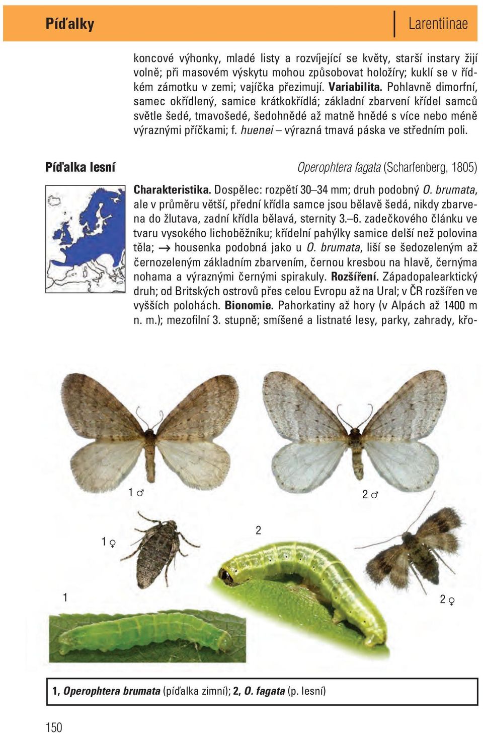 huenei výrazná tmavá páska ve středním poli. Píďalka lesní Operophtera fagata (Scharfenberg, 1805) Charakteristika. Dospělec: rozpětí 30 34 mm; druh podobný O.