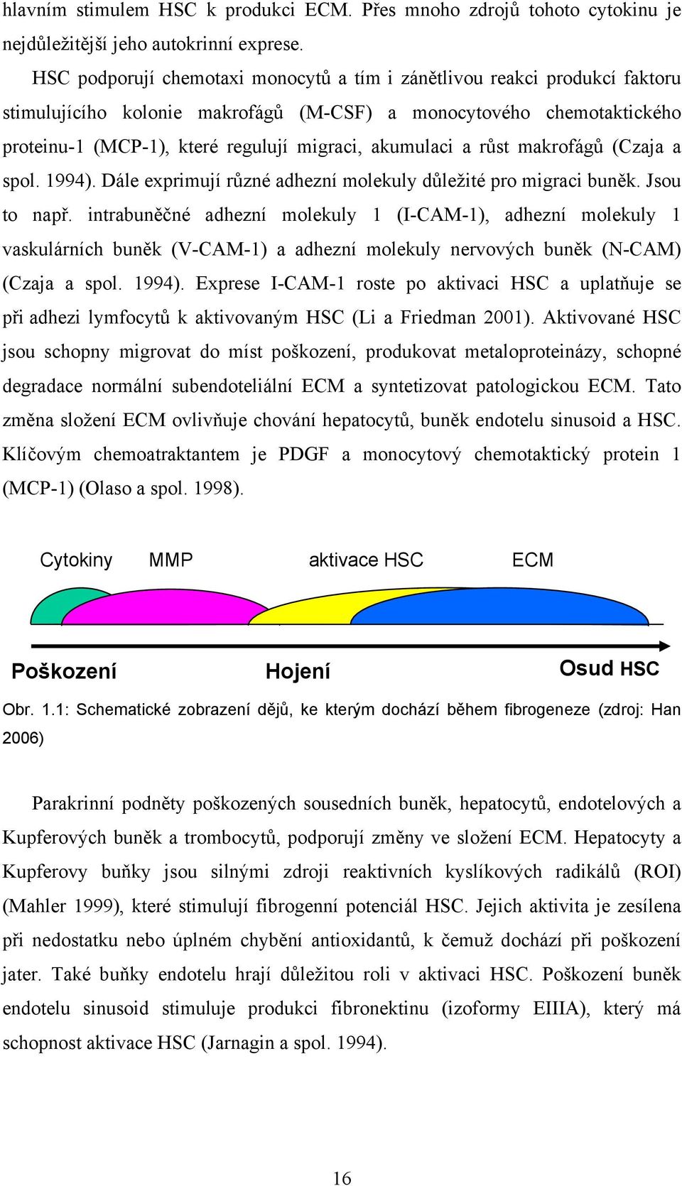 akumulaci a růst makrofágů (Czaja a spol. 1994). Dále exprimují různé adhezní molekuly důležité pro migraci buněk. Jsou to např.