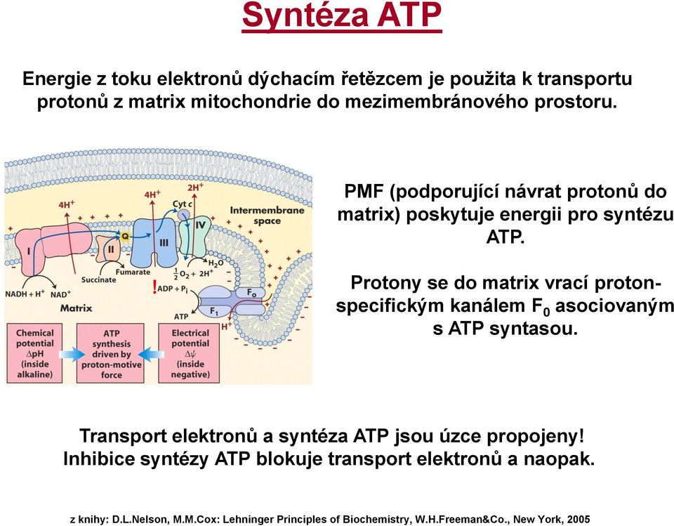 PMF (podporující návrat protonů do matrix) poskytuje energii pro syntézu ATP.