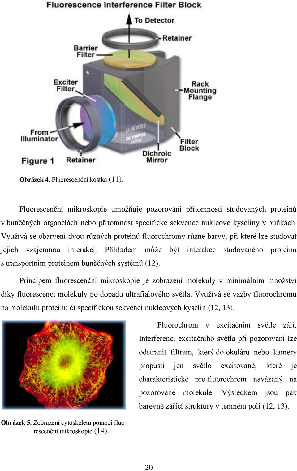 Využívá se obarvení dvou různých proteinů fluorochromy různé barvy, při které lze studovat jejich vzájemnou interakci.