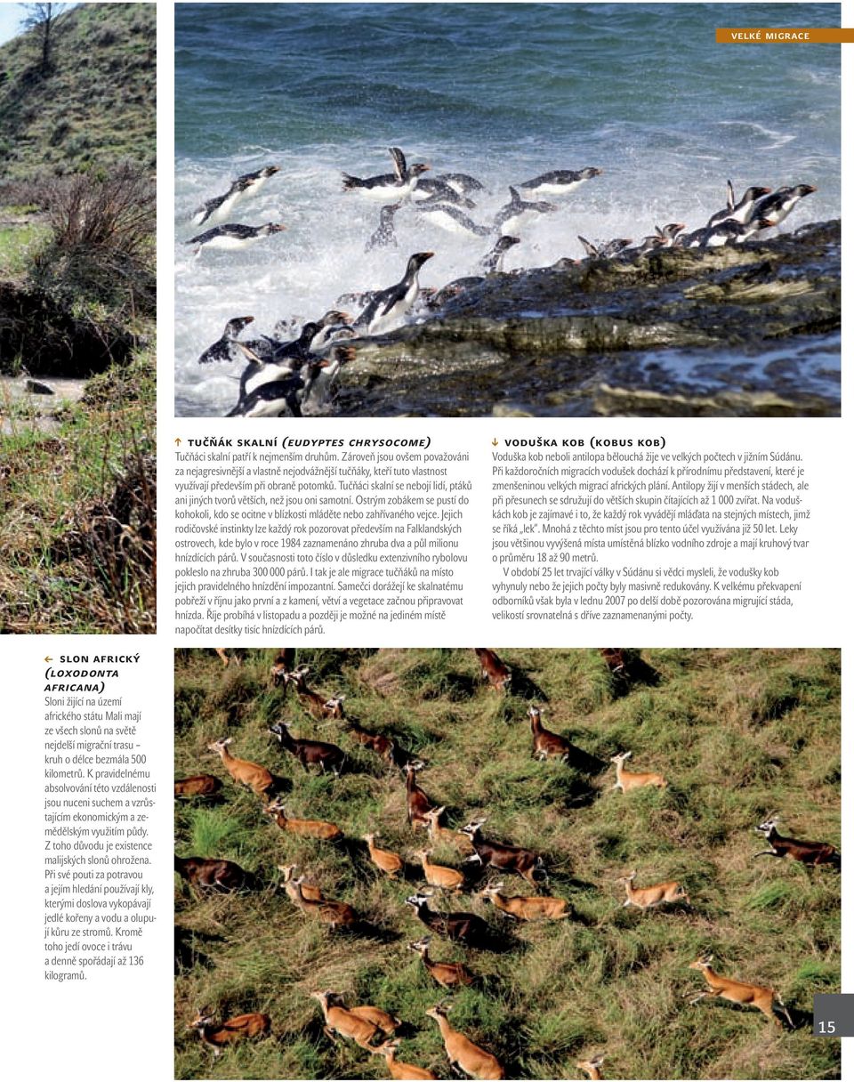 Tučňáci skalní se nebojí lidí, ptáků ani jiných tvorů větších, než jsou oni samotní. Ostrým zobákem se pustí do kohokoli, kdo se ocitne v blízkosti mláděte nebo zahřívaného vejce.