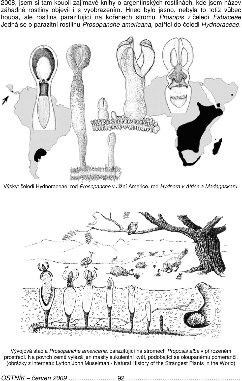 čeledi Hydnoraceae. Výskyt čeledi Hydnoraceae: rod Prosopanche v Jižní Americe, rod Hydnora v Africe a Madagaskaru.