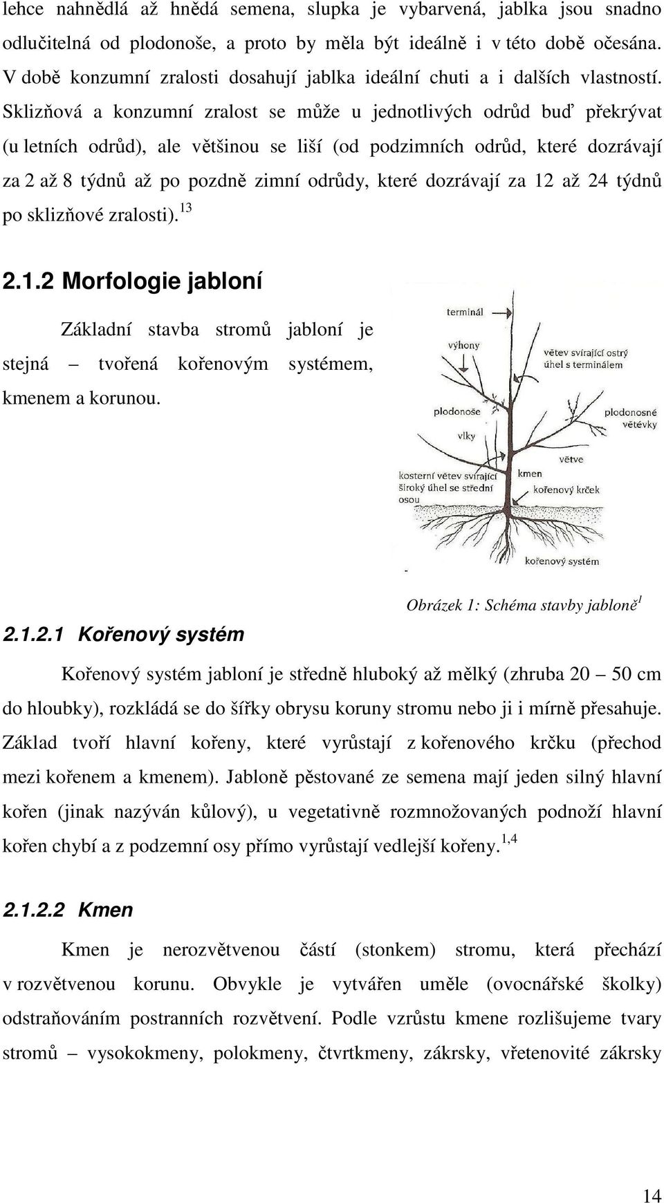 Sklizňová a konzumní zralost se může u jednotlivých odrůd buď překrývat (u letních odrůd), ale většinou se liší (od podzimních odrůd, které dozrávají za 2 až 8 týdnů až po pozdně zimní odrůdy, které