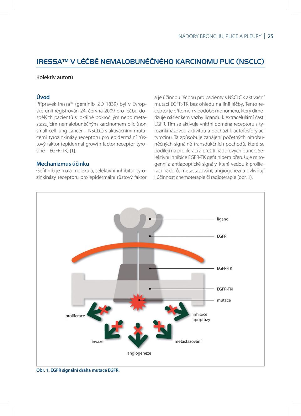 epidermální růstový faktor (epidermal growth factor receptor tyrosine EGFR- TK) [1].