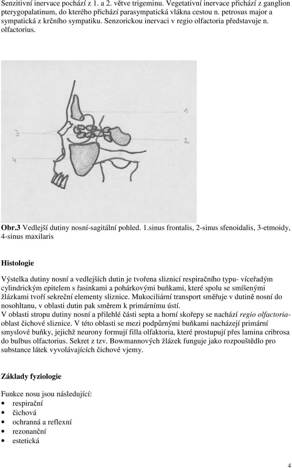 sinus frontalis, 2-sinus sfenoidalis, 3-etmoidy, 4-sinus maxilaris Histologie Výstelka dutiny nosní a vedlejších dutin je tvořena sliznicí respiračního typu- víceřadým cylindrickým epitelem s