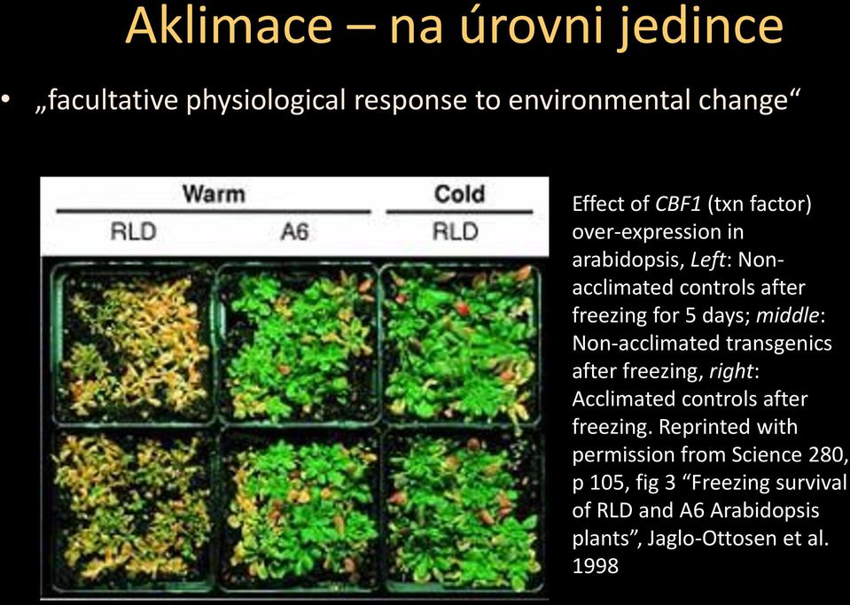 Non-acclimated transgenics after freezing, right: Acclimated controls after freezing.