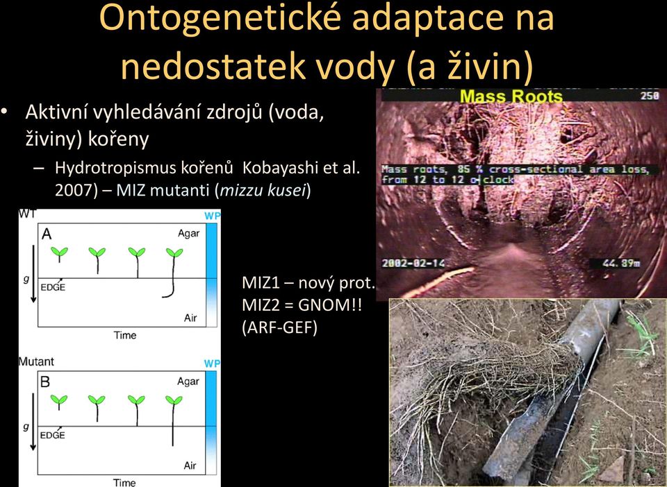 Hydrotropismus kořenů Kobayashi et al.