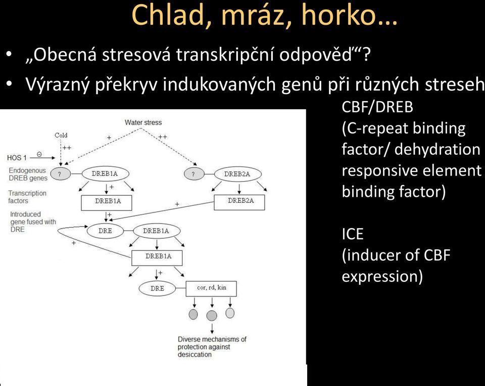 CBF/DREB (C-repeat binding factor/ dehydration