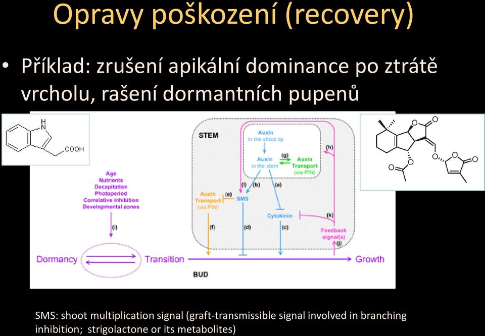 shoot multiplication signal (graft-transmissible signal