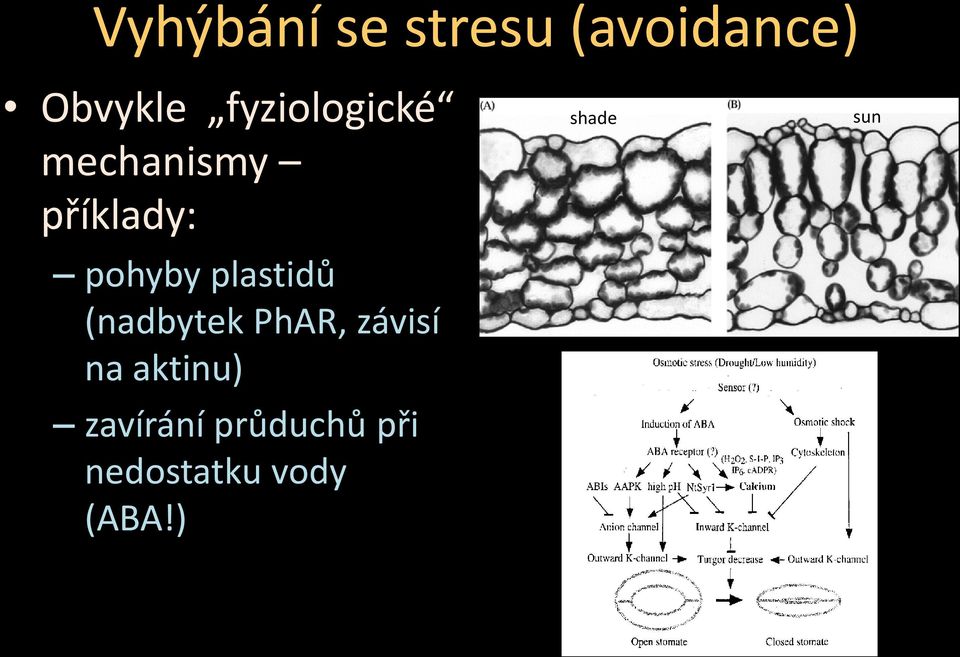 plastidů (nadbytek PhAR, závisí na aktinu)