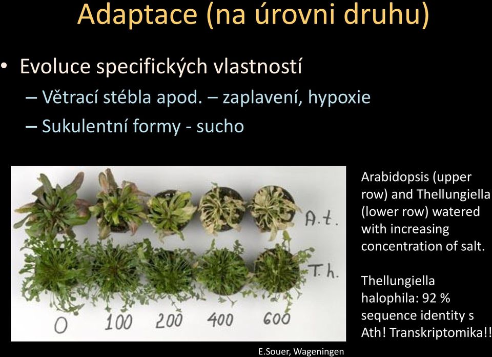 Souer, Wageningen Arabidopsis (upper row) and Thellungiella (lower row) watered