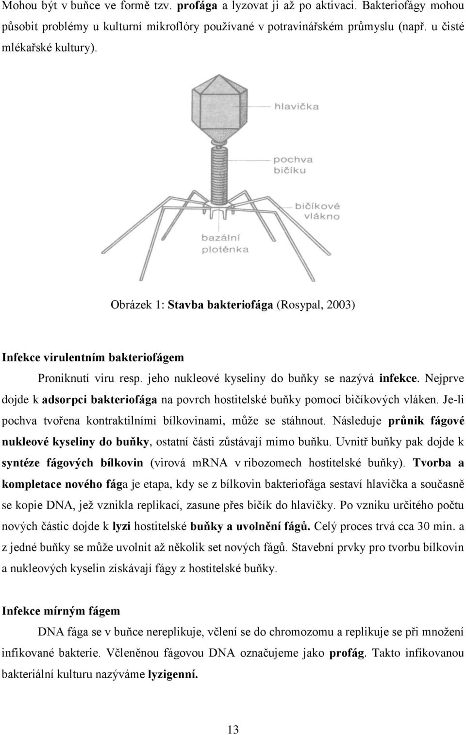 Nejprve dojde k adsorpci bakteriofága na povrch hostitelské buňky pomocí bičíkových vláken. Je-li pochva tvořena kontraktilními bílkovinami, mŧţe se stáhnout.