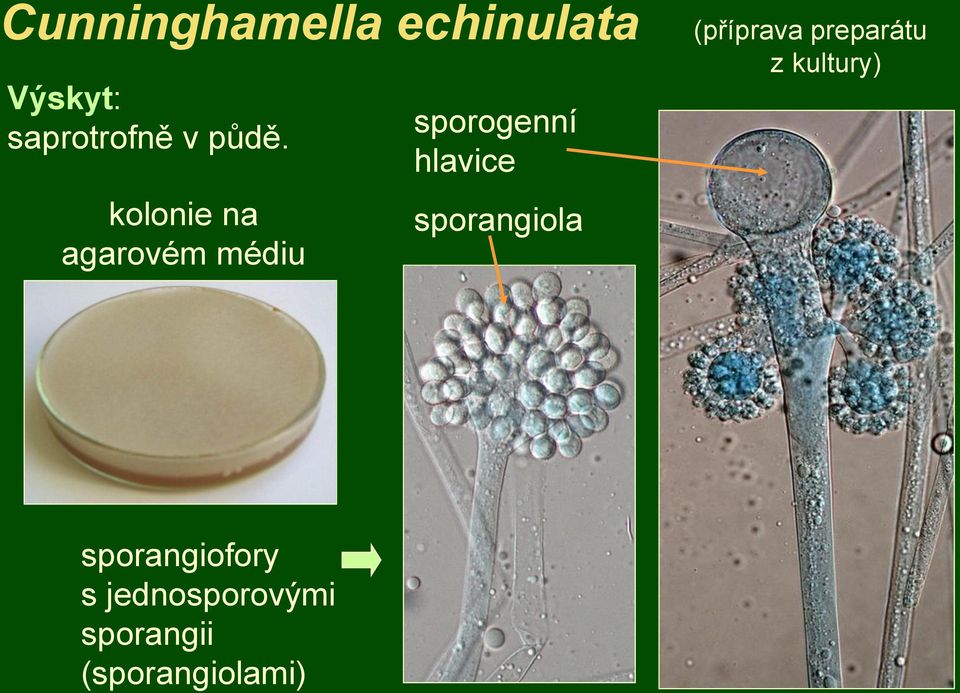 hlavice sporangiola (příprava preparátu z