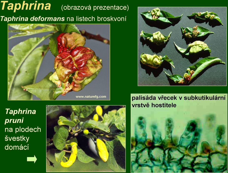 pruni na plodech švestky domácí www.naturefg.