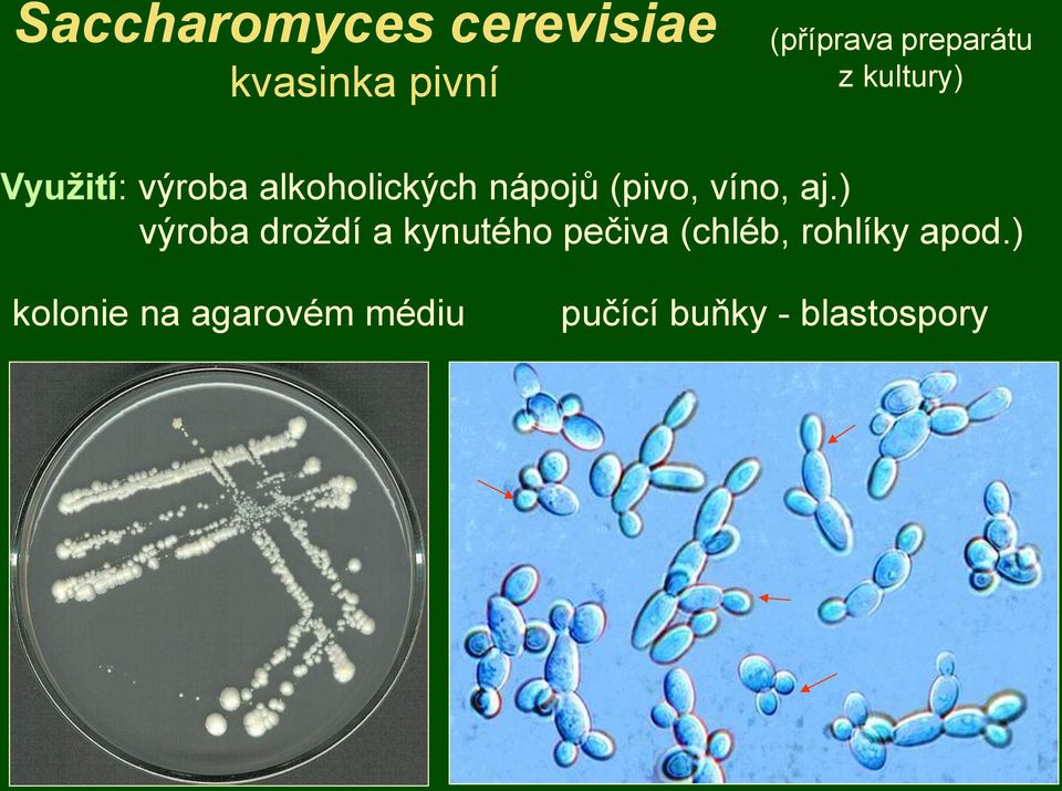 (pivo, víno, aj.