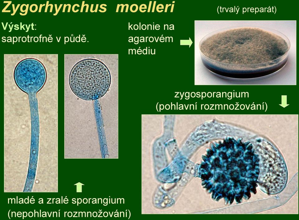 saprotrofně v půdě.