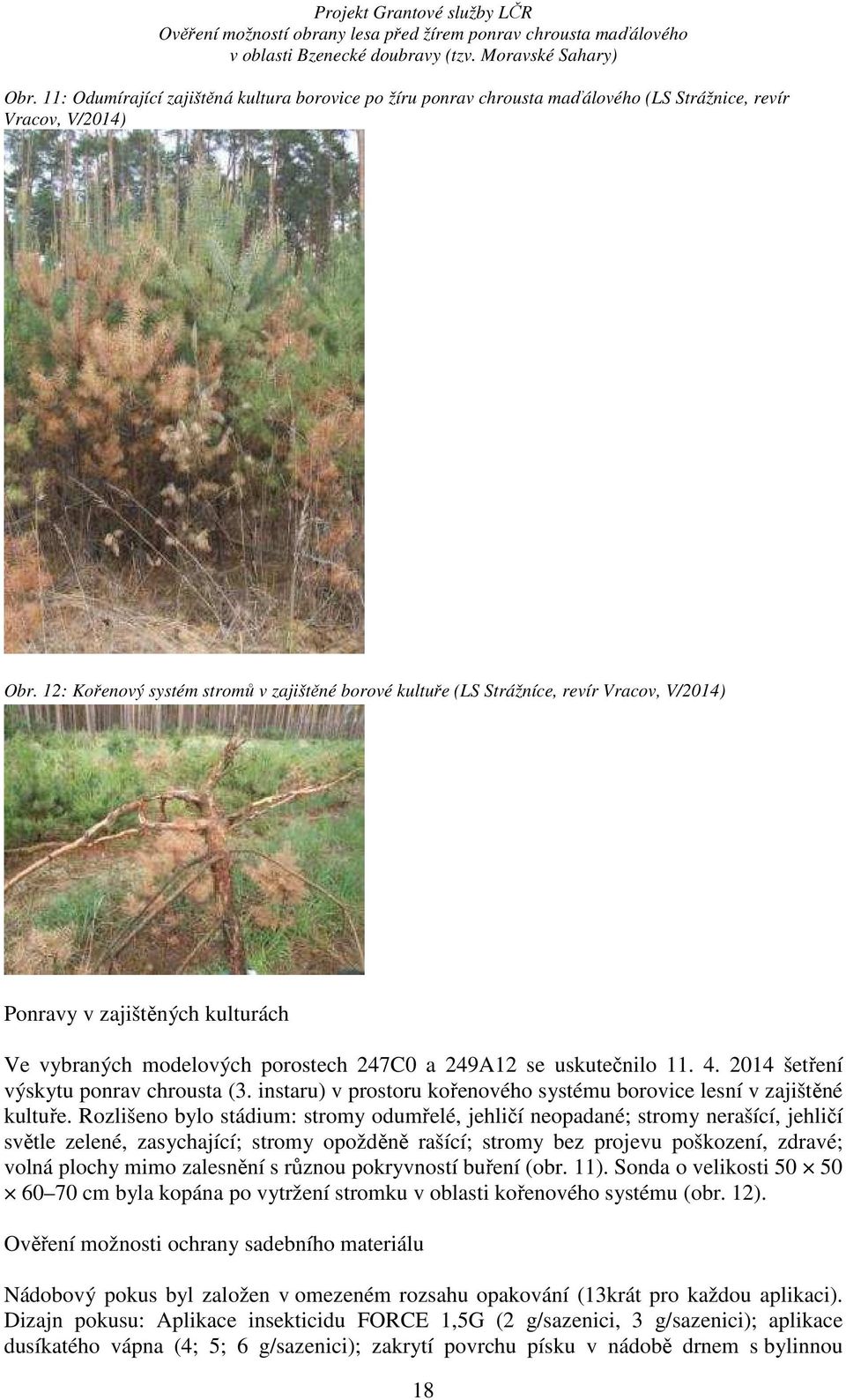 2014 šetření výskytu ponrav chrousta (3. instaru) v prostoru kořenového systému borovice lesní v zajištěné kultuře.
