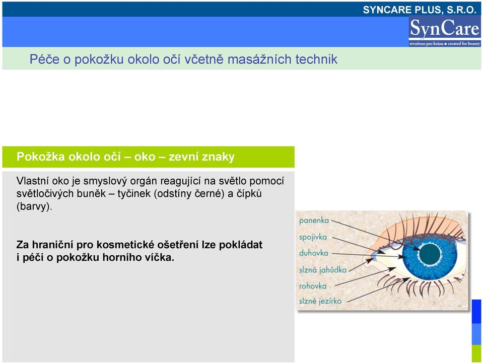 tyčinek (odstíny černé) a čípků (barvy).