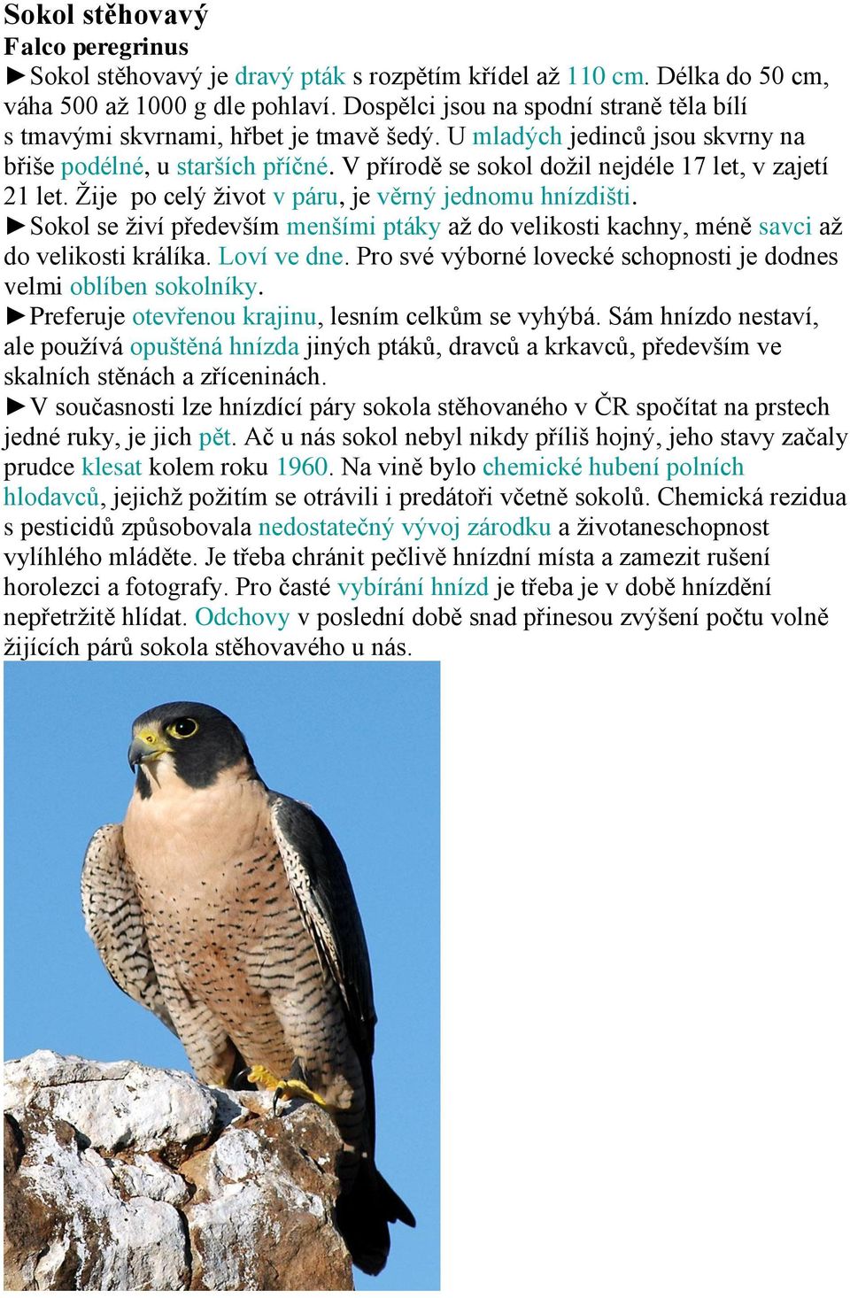 V přírodě se sokol dožil nejdéle 17 let, v zajetí 21 let. Žije po celý život v páru, je věrný jednomu hnízdišti.