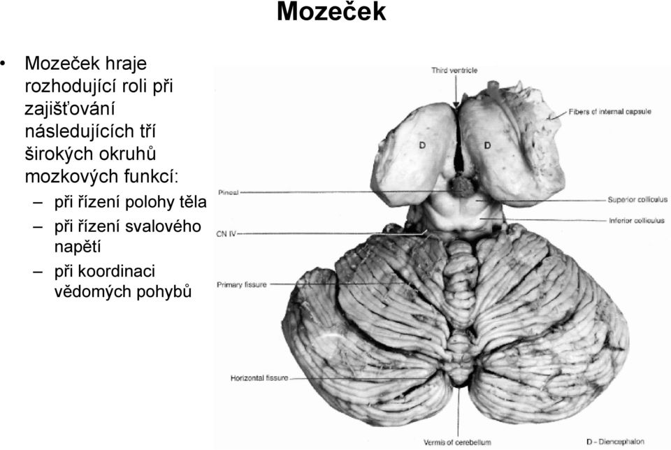 mozkových funkcí: při řízení polohy těla při