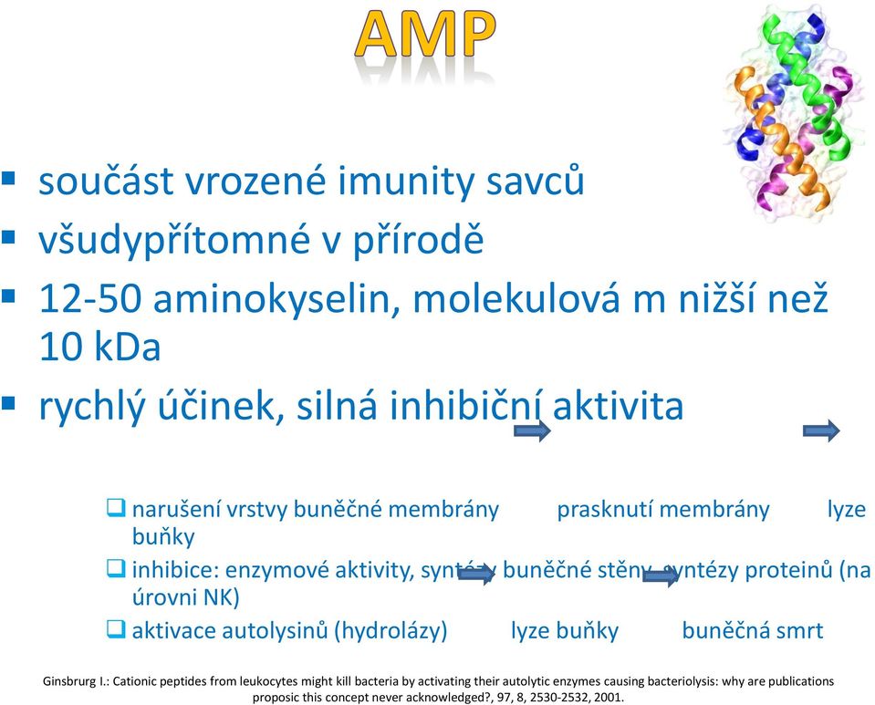 (na úrovni NK) aktivace autolysinů (hydrolázy) lyze buňky buněčná smrt Ginsbrurg I.