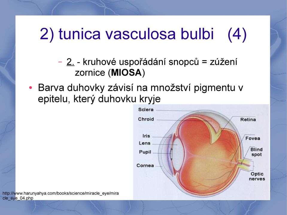 Barva duhovky závisí na množství pigmentu v epitelu,