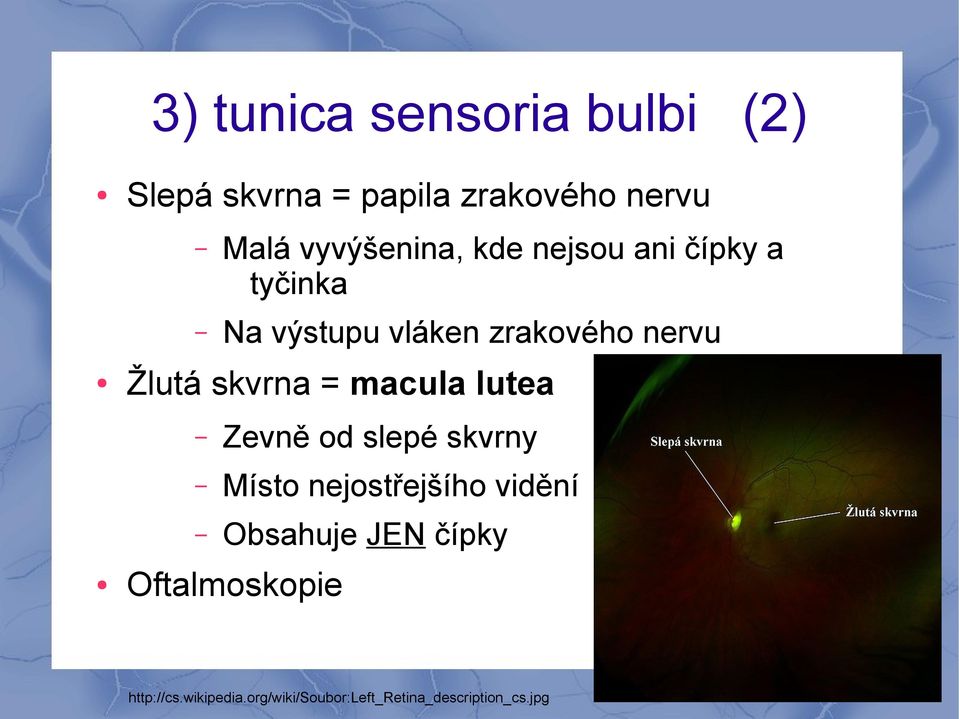 Žlutá skvrna = macula lutea Zevně od slepé skvrny Místo nejostřejšího vidění