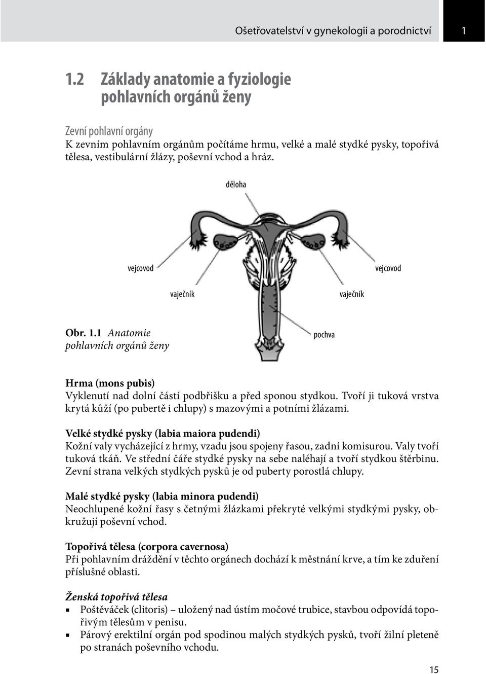 hráz. děloha vejcovod vejcovod vaječník vaječník Obr. 1.1 Anatomie pohlavních orgánů ženy pochva Hrma (mons pubis) Vyklenutí nad dolní částí podbřišku a před sponou stydkou.