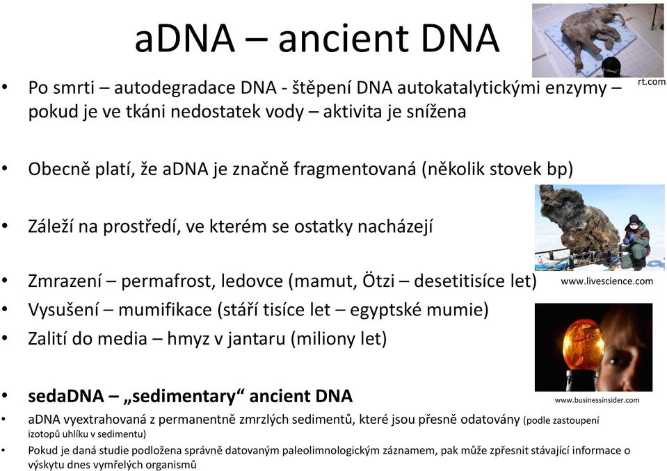 mumifikace (stáří tisíce let egyptské mumie) Zalití do media hmyz v jantaru (miliony let) www.livescience.com sedadna sedimentary ancient DNA www.businessinsider.