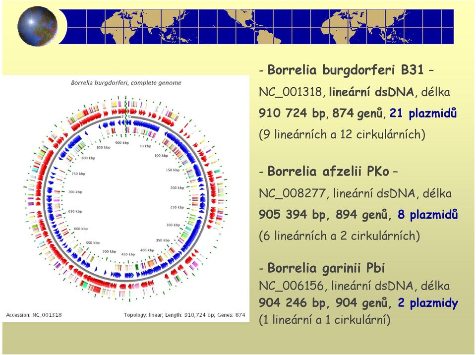 dsdna, délka 905 394 bp, 894 genů, 8 plazmidů (6 lineárních a 2 cirkulárních) - Borrelia