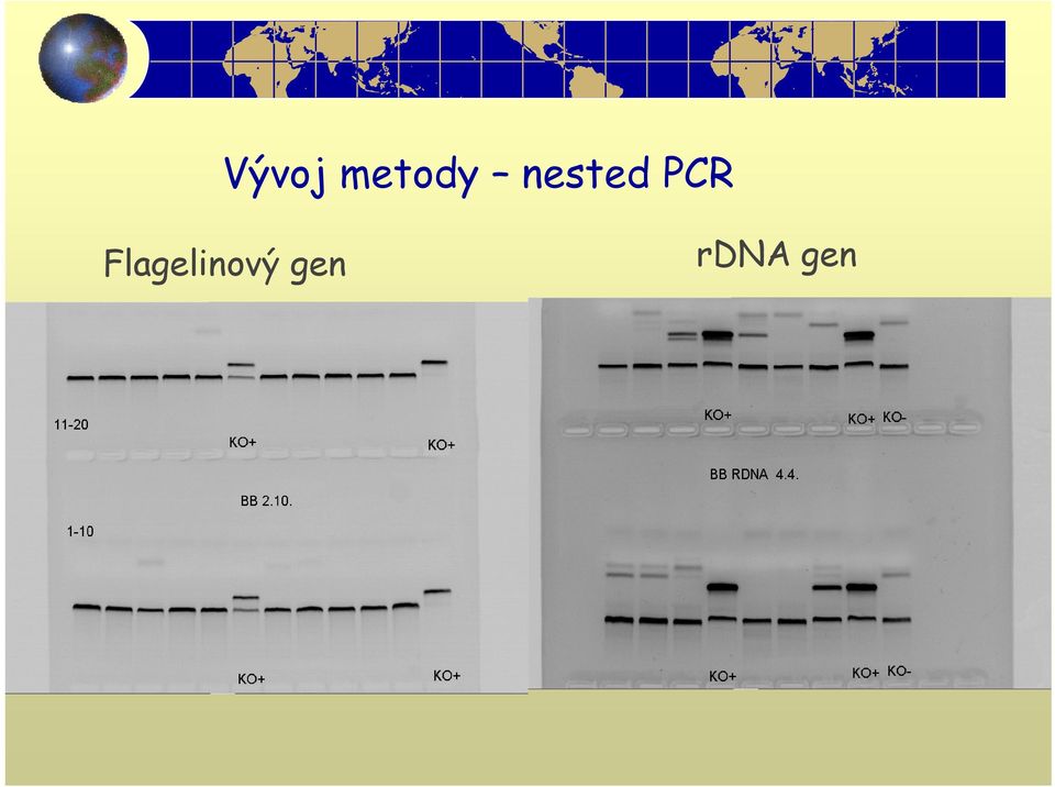 nested PCR