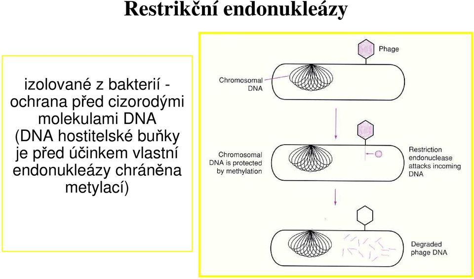 hostitelské buňky je před účinkem