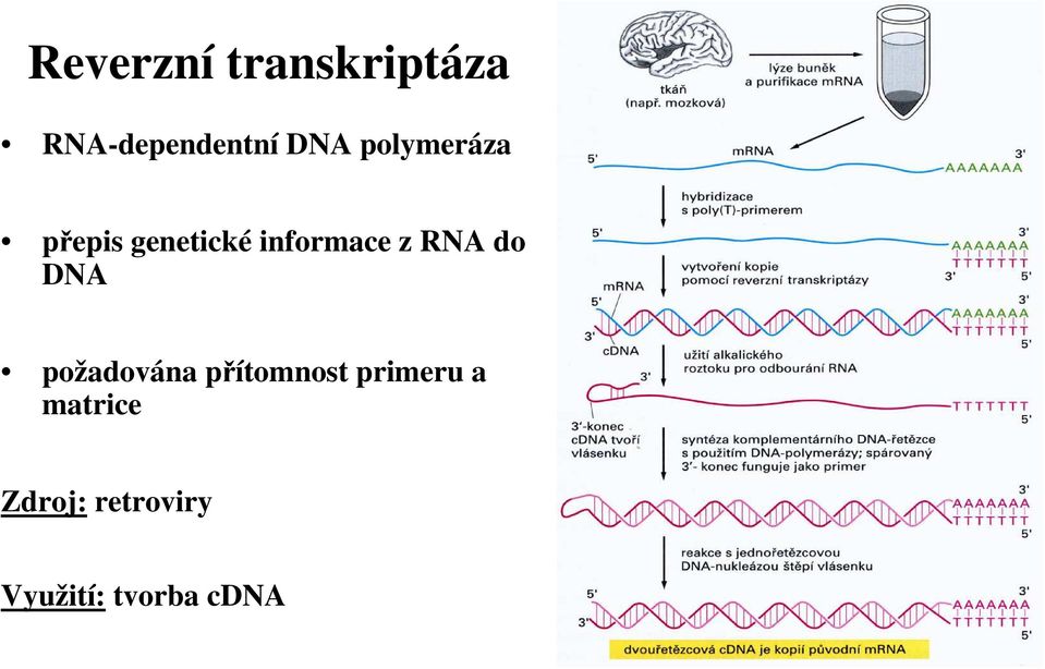 RNA do DNA požadována přítomnost primeru a