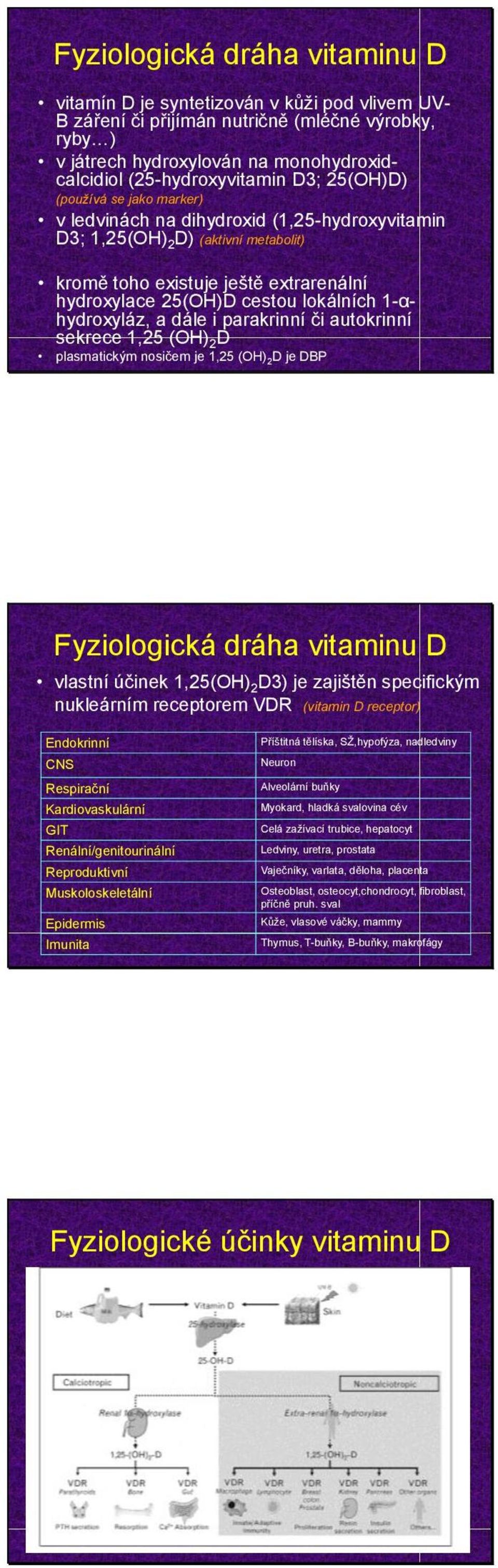 1-αhydroxyláz, a dále i parakrinní či autokrinní sekrece 1,25 (OH) 2 D plasmatickým nosičem je 1,25 (OH) 2 D je DBP Fyziologická dráha vitaminu D vlastní účinek 1,25(OH) 2 D3) je zajištěn specifickým